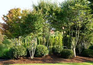 Christoph-Ulmer-Baumschulen-Weilheim-Teck-Mehrstaemmige-Gehoelze-Baumpark-1