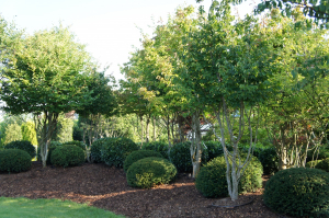 Christoph-Ulmer-Baumschulen-Weilheim-Teck-Mehrstaemmige-Gehoelze-Baumpark-2