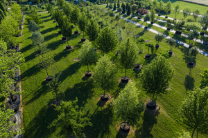 Ulmer_2025_Baumpark-18-08-25_web-1