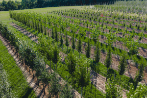 Ulmer_2025_Baumpark-18-08-25_web-25