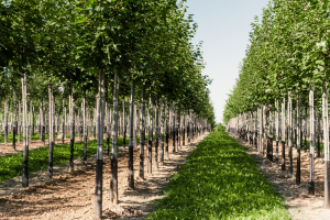 Ulmer_2025_Baumpark-18-08-25_web-3