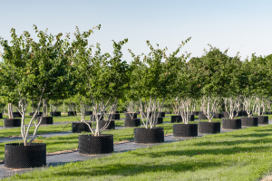 Ulmer_2025_Baumpark-18-08-25_web-37