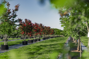 Ulmer_2025_Baumpark-18-08-25_web-47
