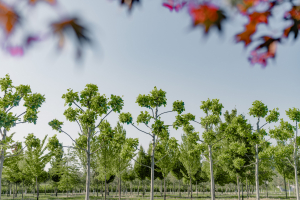 Ulmer_2025_Baumpark-18-08-25_web-55