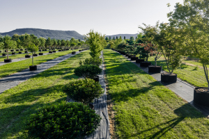 Ulmer_2025_Baumpark-18-08-25_web-63