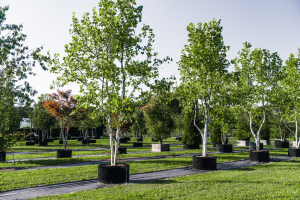 Ulmer_2025_Baumpark-18-08-25_web-67