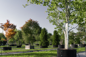 Ulmer_2025_Baumpark-18-08-25_web-68