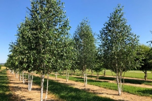 Christoph-Ulmer-Baumschulen-Weilheim-Teck-Formgehoelze-Betula-utilis-jacquemontii-mehrstaemmig-07-19b.jpg
