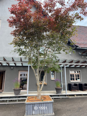 Christoph-Ulmer-Baumschulen-Weilheim-Teck-1551-Acer-palmatum-Japanischer-Ahorn