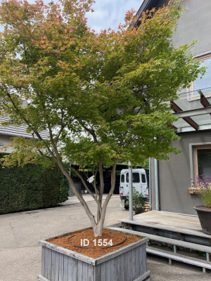 Christoph-Ulmer-Baumschulen-Weilheim-Teck-1554-Acer-palmatum-Japanischer-Ahorn