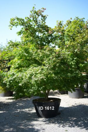 Christoph-Ulmer-Baumschulen-Weilheim-Teck-1612-Acer-palmatum-Jordan-Japanischer-Ahorn-Jordan-mehrstaemmig