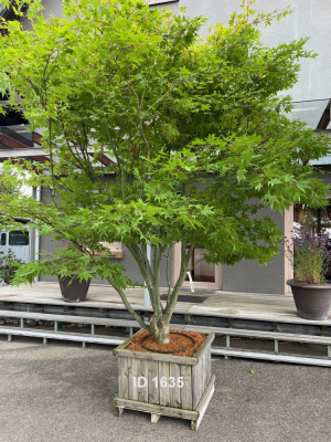 Christoph-Ulmer-Baumschulen-Weilheim-Teck-1635-Acer-palmatum-Japanischer-Ahorn