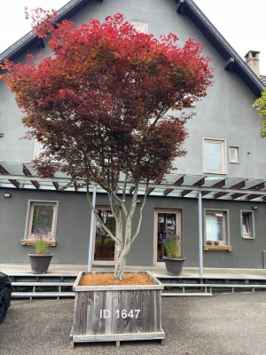Christoph-Ulmer-Baumschulen-Weilheim-Teck-1647-Acer-palmatum-Japanischer-Ahorn