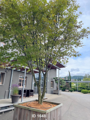 Christoph-Ulmer-Baumschulen-Weilheim-Teck-1648-Acer-palmatum-Japanischer-Ahorn