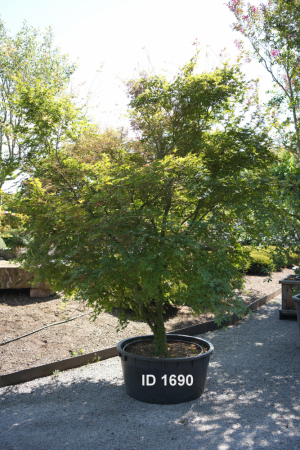 Christoph-Ulmer-Baumschulen-Weilheim-Teck-1690-Acer-palmatum-Japanischer-Ahorn