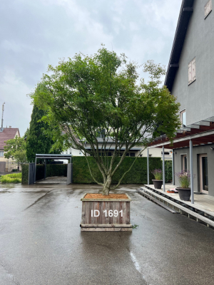Christoph-Ulmer-Baumschulen-Weilheim-Teck-1691-Acer-palmatum-Japanischer-Ahorn