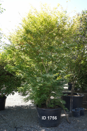 Christoph-Ulmer-Baumschulen-Weilheim-Teck-1756-Acer-palmatum-Katsura-Japanischer-Ahorn-Katsura-mehrstaemmig