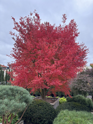 Christoph-Ulmer-Baumschulen-Weilheim-Teck-1821-Acer-palmatum-Faecherahorn-Herbst