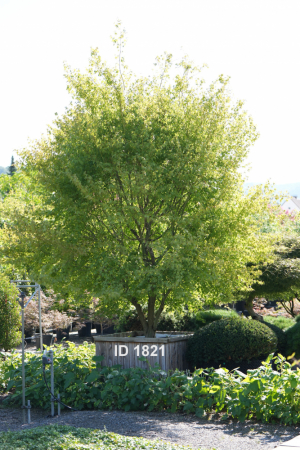 Christoph-Ulmer-Baumschulen-Weilheim-Teck-1821-Acer-palmatum-Faecherahorn