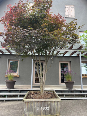 Christoph-Ulmer-Baumschulen-Weilheim-Teck-1832-Acer-palmatum-Japanischer-Ahorn