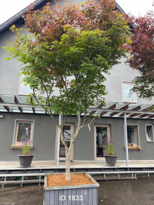 Christoph-Ulmer-Baumschulen-Weilheim-Teck-1833-Acer-palmatum-Japanischer-Ahorn