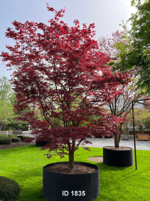 Christoph-Ulmer-Baumschulen-Weilheim-Teck-1835-Acer-palmatum-Atropurpureum-zweites-Bild