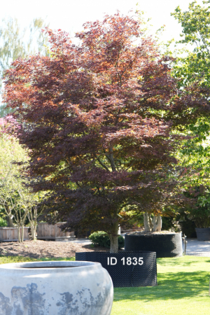 Christoph-Ulmer-Baumschulen-Weilheim-Teck-1835-Acer-palmatum-Atropurpureum