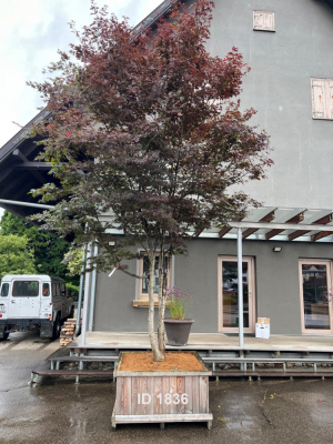 Christoph-Ulmer-Baumschulen-Weilheim-Teck-1836-Acer-palmatum-Japanischer-Ahorn