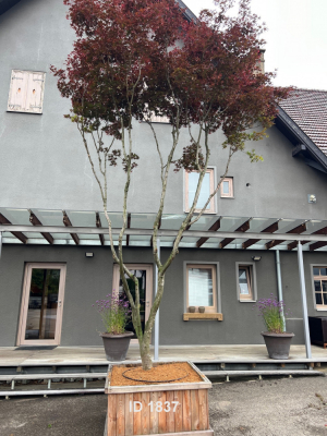 Christoph-Ulmer-Baumschulen-Weilheim-Teck-1837-Acer-palmatum-Japanischer-Ahorn