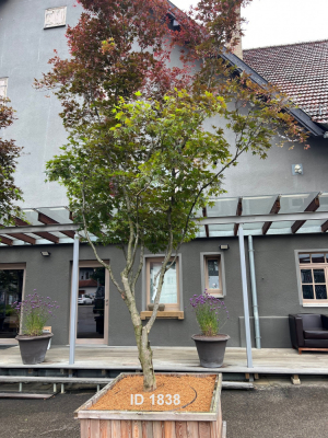 Christoph-Ulmer-Baumschulen-Weilheim-Teck-1838-Acer-palmatum-Japanischer-Ahorn