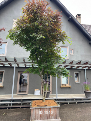 Christoph-Ulmer-Baumschulen-Weilheim-Teck-1840-Acer-palmatum-Japanischer-Ahorn