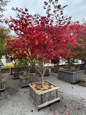 Christoph-Ulmer-Baumschulen-Weilheim-Teck-1842-Acer-palmatum-Aconitifolium-Japanischer-Ahorn-Herbst