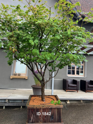 Christoph-Ulmer-Baumschulen-Weilheim-Teck-1842-Acer-palmatum-Japanischer-Ahorn