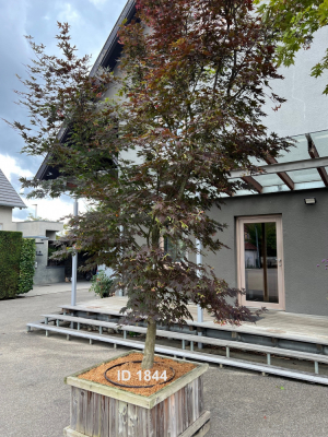 Christoph-Ulmer-Baumschulen-Weilheim-Teck-1844-Acer-palmatum-Japanischer-Ahorn