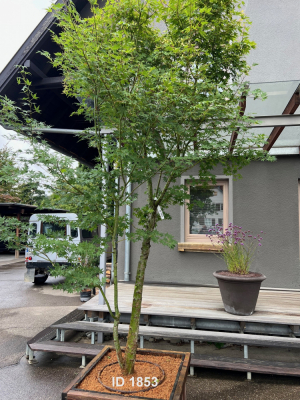 Christoph-Ulmer-Baumschulen-Weilheim-Teck-1853-Acer-palmatum-Japanischer-Ahorn