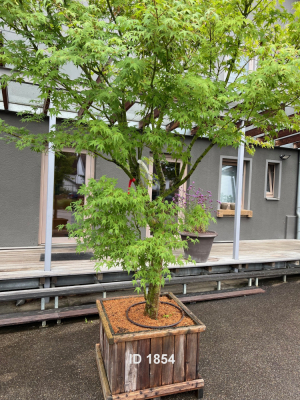 Christoph-Ulmer-Baumschulen-Weilheim-Teck-1854-Acer-palmatum-Japanischer-Ahorn