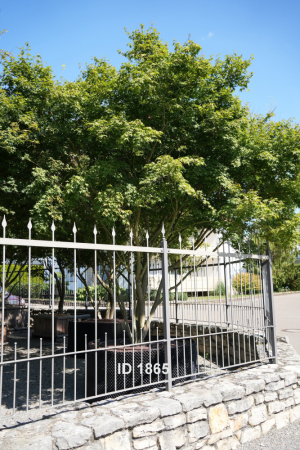 Christoph-Ulmer-Baumschulen-Weilheim-Teck-1865-Acer-palmatum-selection-Japanischer-Ahorn-Schirmform