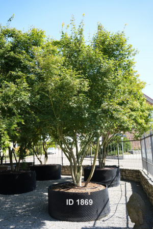 Christoph-Ulmer-Baumschulen-Weilheim-Teck-1869-Acer-palmatum-selection-Japanischer-Ahorn-Schirmform