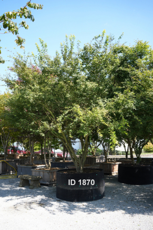 Christoph-Ulmer-Baumschulen-Weilheim-Teck-1870-Acer-palmatum-selection-Japanischer-Ahorn-Schirmform