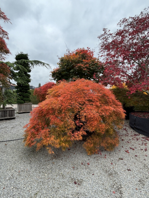 Christoph-Ulmer-Baumschulen-Weilheim-Teck-1874-Acer-palmatum-dissectum-garnet-Geschlitzter-Ahorn-Herbst
