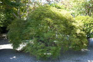 Christoph-Ulmer-Baumschulen-Weilheim-Teck-1874-Acer-palmatum-dissectum-garnet-Geschlitzter-Ahorn