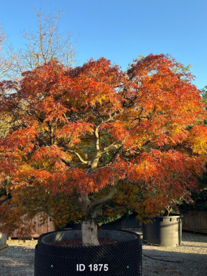 Christoph-Ulmer-Baumschulen-Weilheim-Teck-1875-Acer-palmatum-dissectum-garnet-Geschlitzter-Japanischer-Ahorn-Unikat-Herbstfaerbung