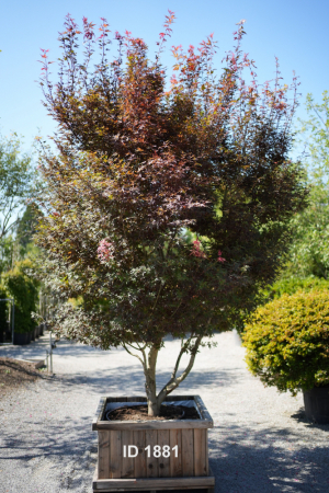 Christoph-Ulmer-Baumschulen-Weilheim-Teck-1881-Acer-palmatum-Japanischer-Ahorn
