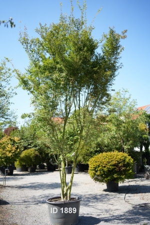 Christoph-Ulmer-Baumschulen-Weilheim-Teck-1889-Acer-palmatum-Japanischer-Ahorn-Schirmform
