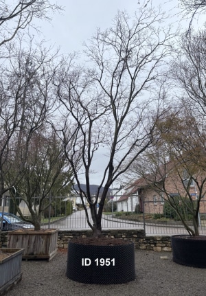 Christoph-Ulmer-Baumschulen-Weilheim-Teck-1951-Acer-palmatum-Fire-Glow-Japanischer-Ahorn-Schirmform