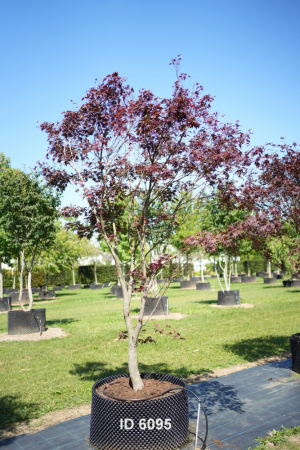 Christoph-Ulmer-Baumschulen-Weilheim-Teck-6095-Acer-palmatum-FG.1-Japanischer-Ahorn-Schirmform