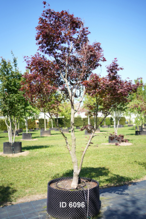 Christoph-Ulmer-Baumschulen-Weilheim-Teck-6096-Acer-palmatum-FG.1-Japanischer-Ahorn-Schirmform