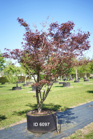 Christoph-Ulmer-Baumschulen-Weilheim-Teck-6097-Acer-palmatum-FG.1-Japanischer-Ahorn-Schirmform