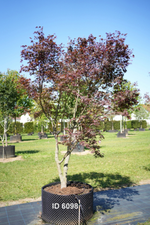 Christoph-Ulmer-Baumschulen-Weilheim-Teck-6098-Acer-palmatum-FG.1-Japanischer-Ahorn-Schirmform