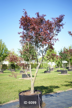 Christoph-Ulmer-Baumschulen-Weilheim-Teck-6099-Acer-palmatum-FG.1-Japanischer-Ahorn-Schirmform